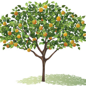 Fruit Tree